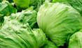 Aunt’s Mid’s Lettuce E. coli outbreak -  Michigan, Illinois, and Ontario